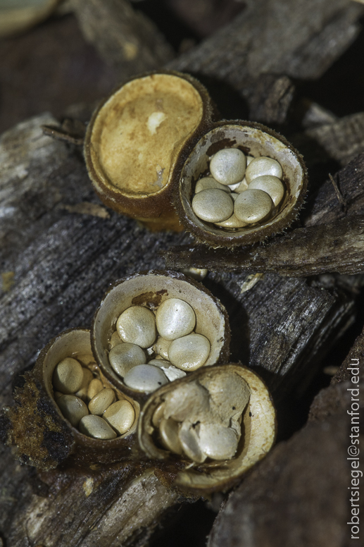 bird's nest fungus